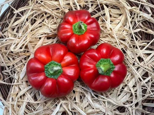 Pritamin paprika 