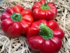 Pritamin paprika 