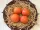 Grapefruit