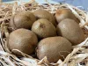 Kiwi lédig 