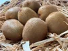 Kiwi lédig 