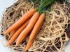 Sárgarépa csomós 