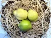 Birsalma 