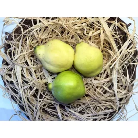 Birsalma 
