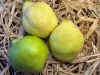 Birsalma 