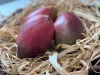 Mangó 