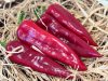 Kápia paprika piros 