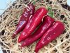 Kápia paprika piros 