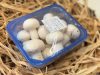 Champion gomba 250g