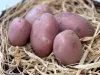 Burgonya mosott import 