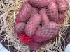 Kifli burgonya 1,5 kg 