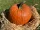 Halloween tök 