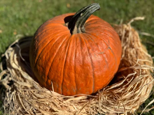 Halloween tök 