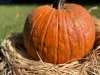 Halloween tök 
