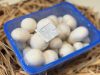 Champion gomba 500 g