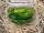 Padron paprika 200g 