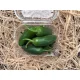 Jalapeno paprika 200g