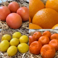 Citrusfélék